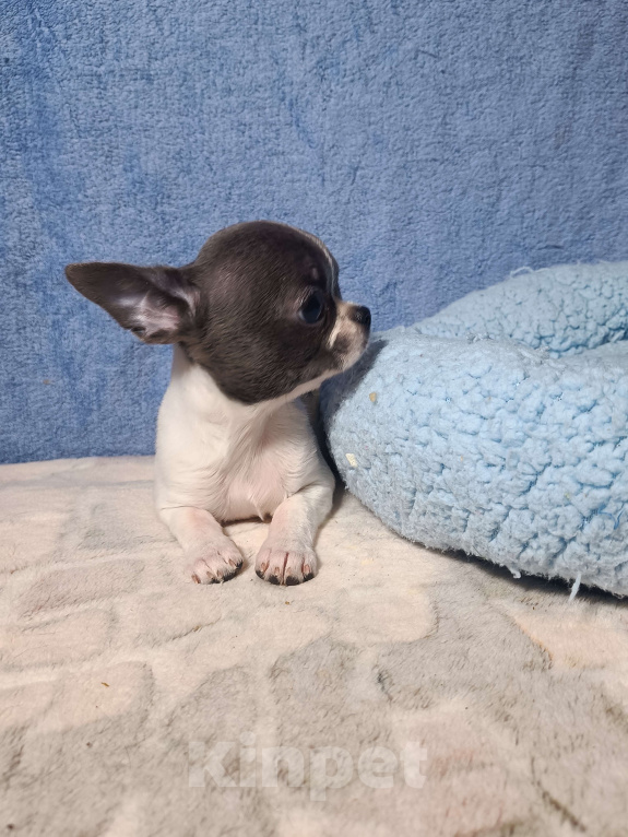 Собаки в Москве: Кукольная девочка в горошек Девочка, 50 000 руб. - фото 2