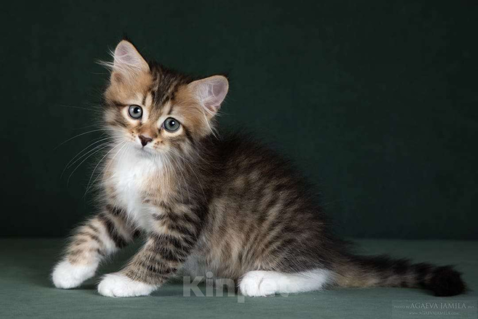 Кошки в Москве: Элитные котята. Питомник. Девочка, 60 000 руб. - фото 1