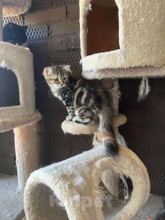 Кошки в Краснодаре: Шикарная кошечка с зелеными глазками Девочка, 35 000 руб. - фото 2