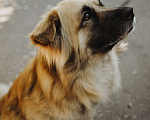 Собаки в Москве: Берлин Мальчик, Бесплатно - фото 3