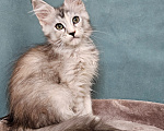 Кошки в Мытищах: Котёнок Мейн-кун Девочка, 40 000 руб. - фото 1