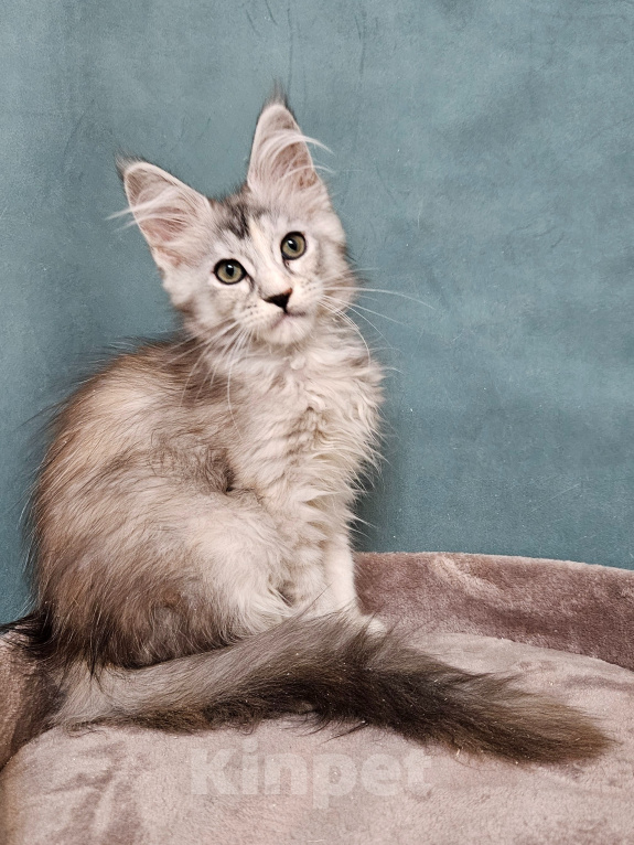 Кошки в Мытищах: Котёнок Мейн-кун Девочка, 40 000 руб. - фото 1