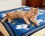 Кошки в Санкт-Петербурге: Котики Девочка, Бесплатно - фото 6