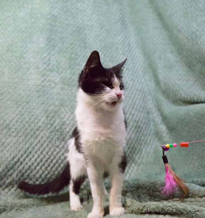 Кошки в Москве: Мия, слепая героиня Девочка, Бесплатно - фото 1