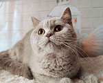 Кошки в Москве: Британские котята Девочка, 20 000 руб. - фото 1