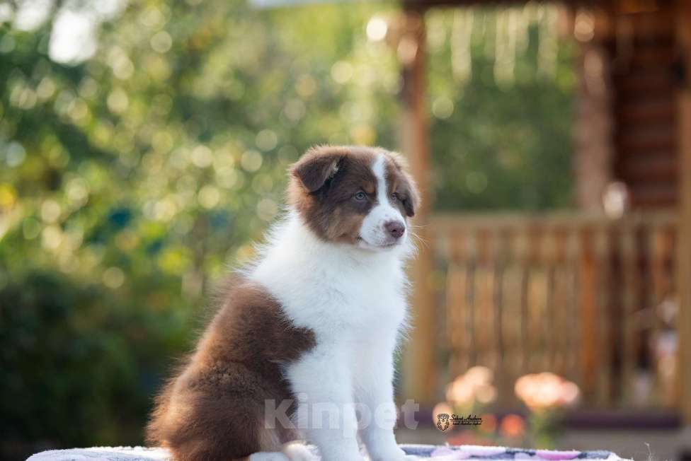 Собаки в Москве: австралийская овчарка аусси Мальчик, 50 000 руб. - фото 3