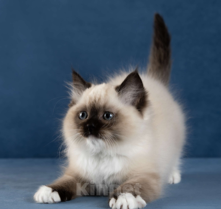 Кошки в Московском: Котята РЭГДОЛЛ Девочка, 130 000 руб. - фото 9