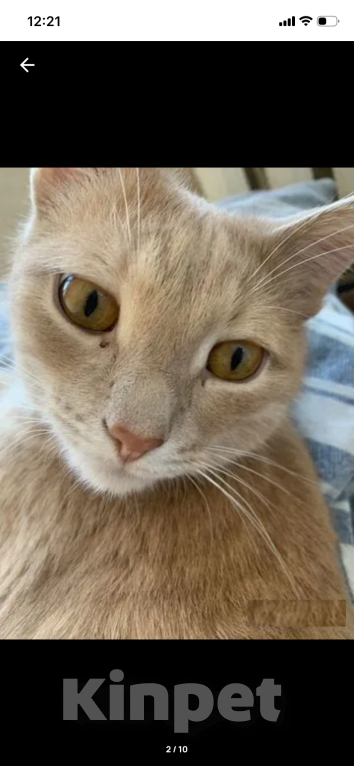 Кошки в Тольятти: Коты в добрые руки Мальчик, 1 руб. - фото 3