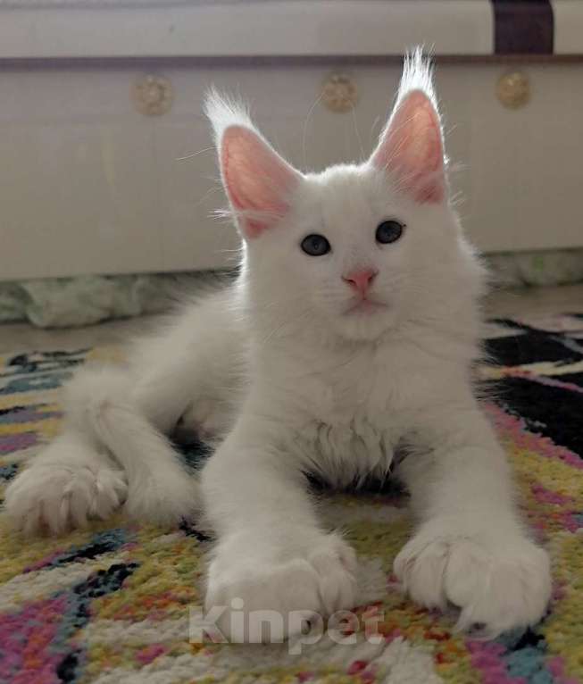 Кошки в Новосибирске: Полидакт мейй-кун белый Мальчик, 80 000 руб. - фото 3