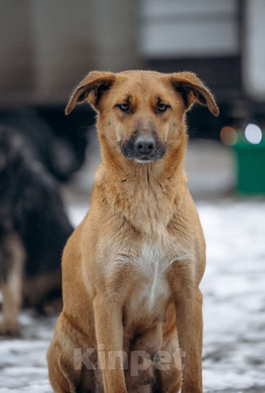 Собаки в Электростали: В добрые руки Девочка, Бесплатно - фото 3