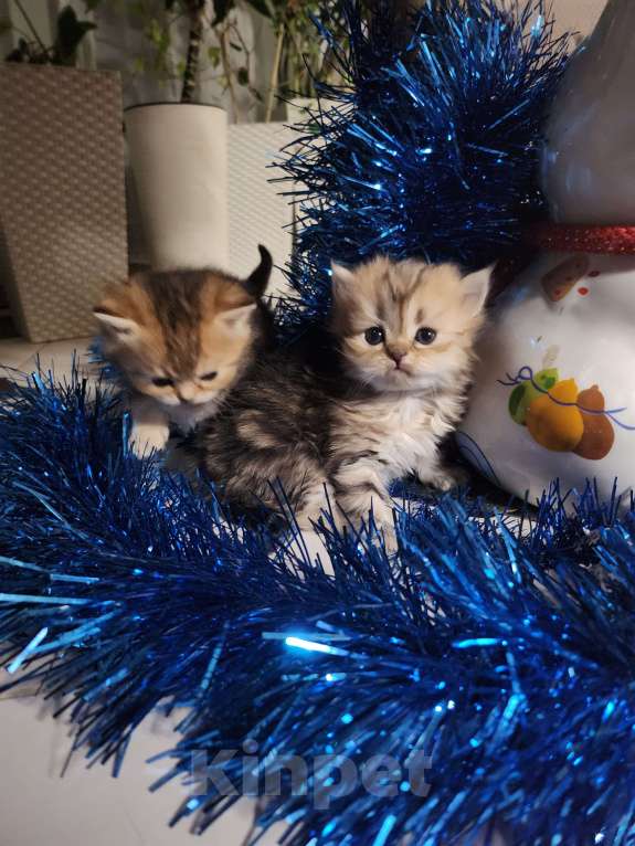 Кошки в Москве: Шотландские  котята  Мальчик, 25 000 руб. - фото 6