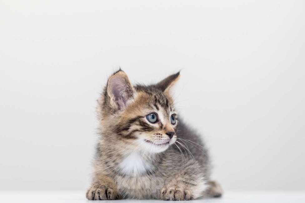 Кошки в Москве: Микки Мальчик, Бесплатно - фото 4