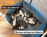Кошки в Москве: Выкормыши из пакета Мальчик, Бесплатно - фото 2