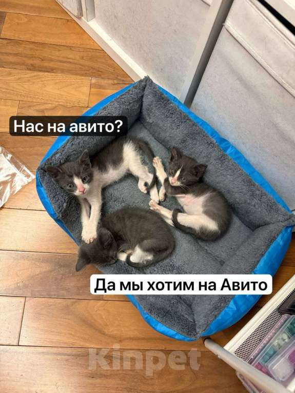 Кошки в Москве: Выкормыши из пакета Мальчик, Бесплатно - фото 2