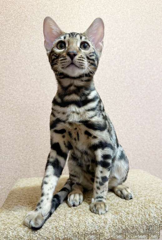 Кошки в Омске: Мегаласковый бенгальский котик  Мальчик, 55 000 руб. - фото 1