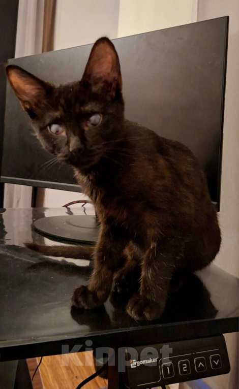 Кошки в Москве: Лайла котенок в добрые руки  Девочка, Бесплатно - фото 2