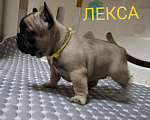 Собаки в Москве: Лекса, щенок РКФ Девочка, 70 000 руб. - фото 6