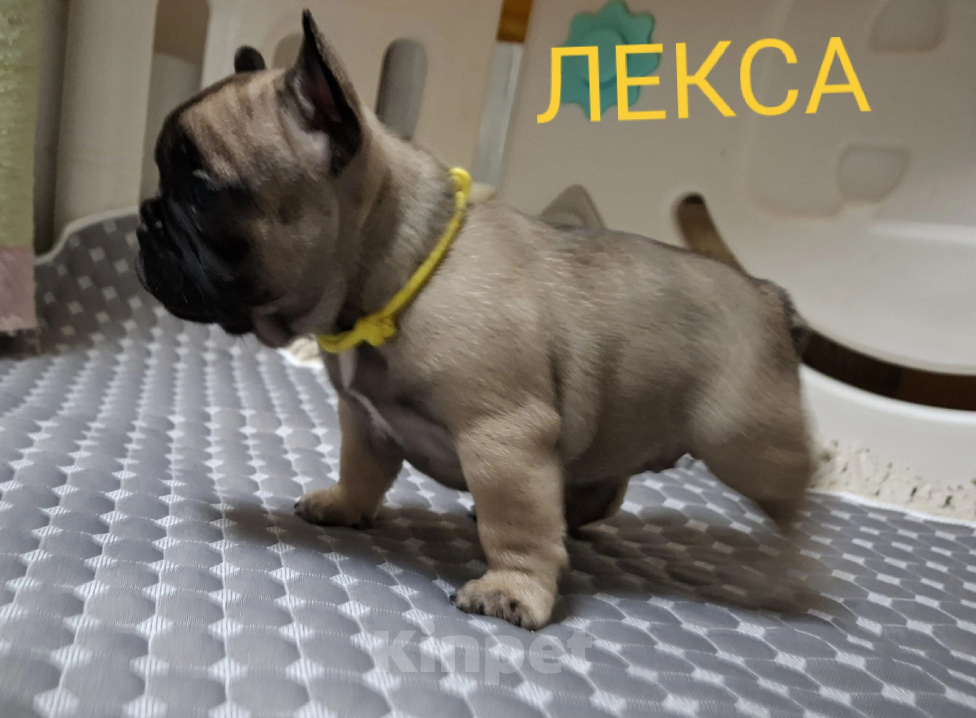 Собаки в Москве: Лекса, щенок РКФ Девочка, 70 000 руб. - фото 6