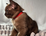Кошки в Москве: Бурманский котенок Девочка, 45 000 руб. - фото 2
