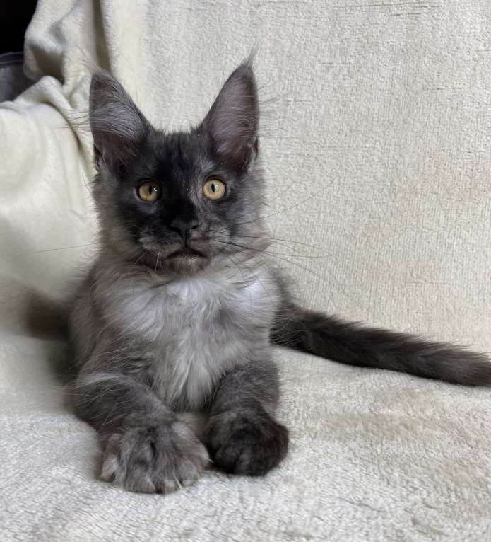 Кошки в Дмитрове: Черный дымчатый мальчик мейн кун Vitas Мальчик, 60 000 руб. - фото 3