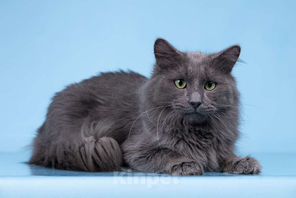 Кошки в Москве: Тэо ищет дом Мальчик, Бесплатно - фото 2