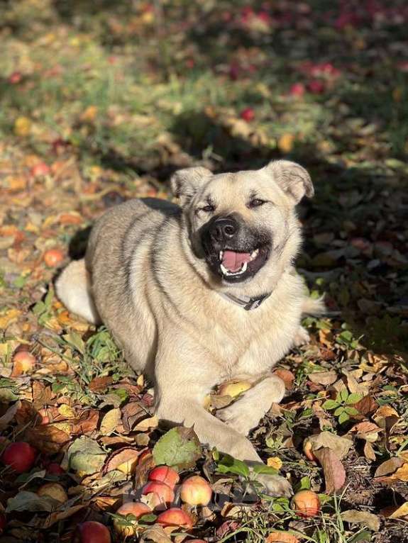 Собаки в Москве: Молодой небольшой чудесный пёсик Люмос в добрые руки Мальчик, 1 руб. - фото 6