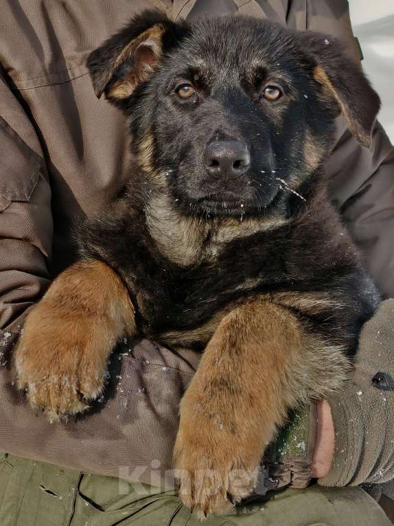 Собаки в других городах Московской области: Щенки немецкой овчарки рабочего разведения РКФ Мальчик, Бесплатно - фото 5