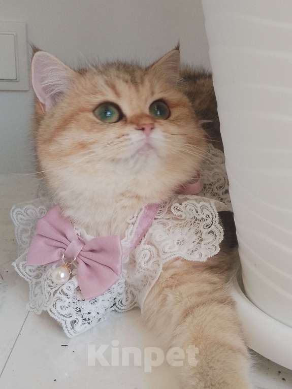 Кошки в Москве: Британская девочка золотая шиншила Девочка, 60 000 руб. - фото 1