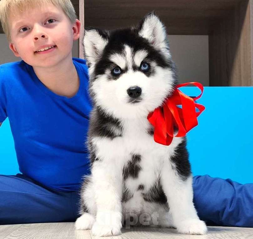 Собаки в Екатеринбурге: Хаски Щенки Разных окрасов Разнополые, Бесплатно - фото 1