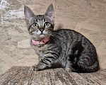 Кошки в Москве: Котеночек Мисси хочет обрести дом! Девочка, Бесплатно - фото 1
