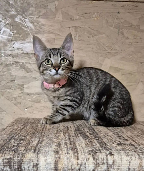 Котеночек Мисси хочет обрести дом!