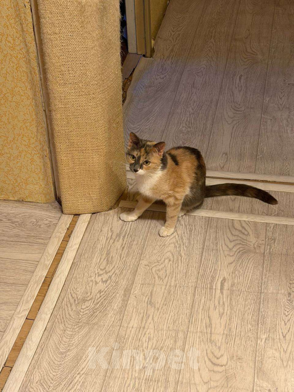 Кошки в Москве: Кошечка ищет любящий дом Девочка, Бесплатно - фото 5