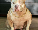Собаки в Обнинске: Американский булли девочки Девочка, 80 000 руб. - фото 3