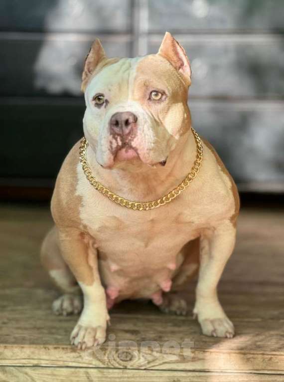 Собаки в Обнинске: Американский булли девочки Девочка, 80 000 руб. - фото 3