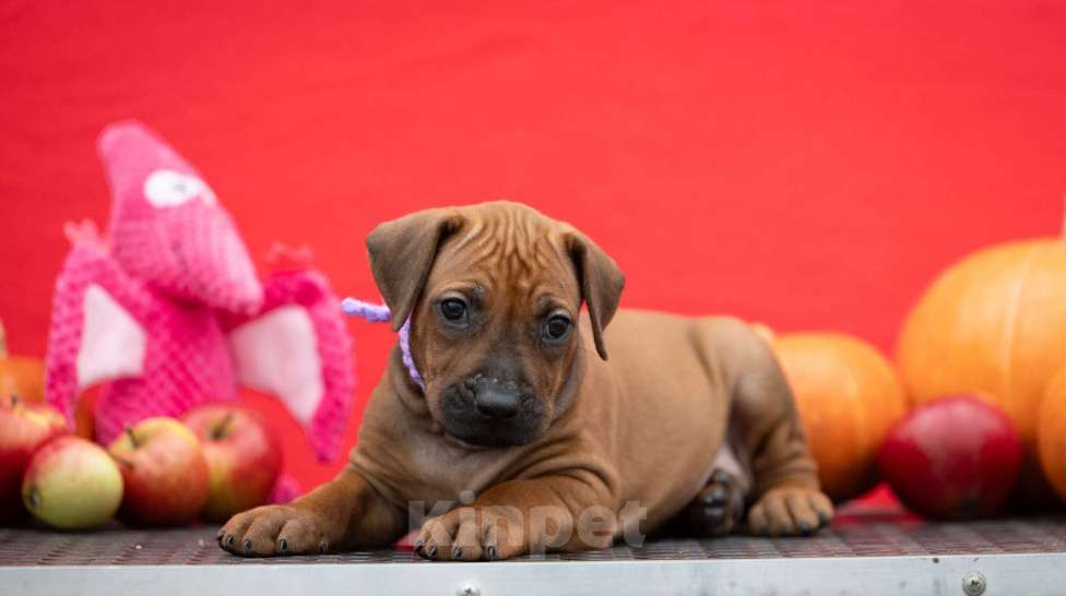 Собаки в Москве: Щенки родезийского риджбека Девочка, Бесплатно - фото 3