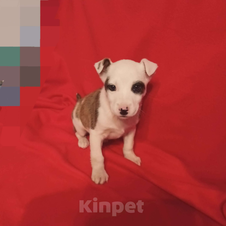 Собаки в Санкт-Петербурге: Щенок в добрые руки  Мальчик, Бесплатно - фото 1