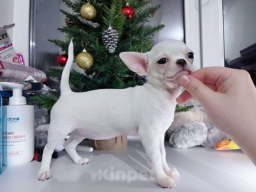 Собаки в Санкт-Петербурге: Чихуахуа белая девочка Девочка, 65 000 руб. - фото 4