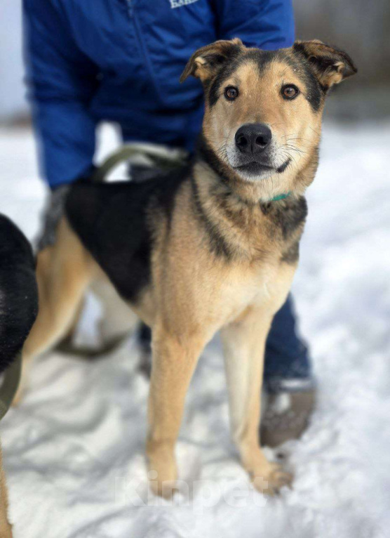 Собаки в Королеве: Марк - нежный мальчик Мальчик, Бесплатно - фото 10