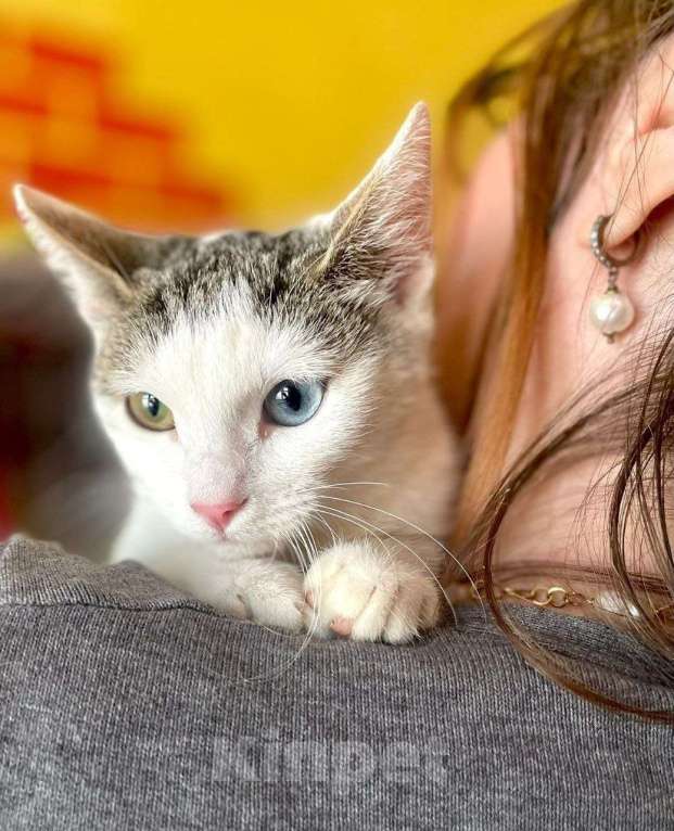 Кошки в Москве: Котенок Сапфирка ищет дом Девочка, Бесплатно - фото 4