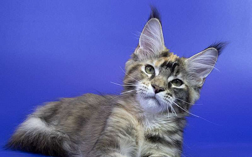 Котенок мейн кун
