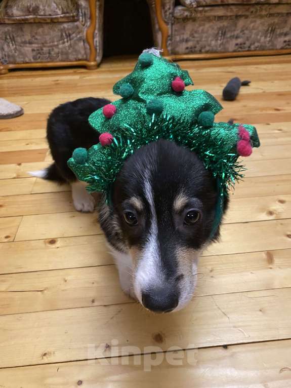 Собаки в других городах Московской области: Щенок корги Мальчик, 60 000 руб. - фото 9