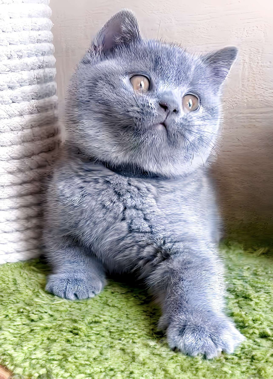 Кошки в Москве: Британский к/ш элитные котята  Девочка, Бесплатно - фото 8
