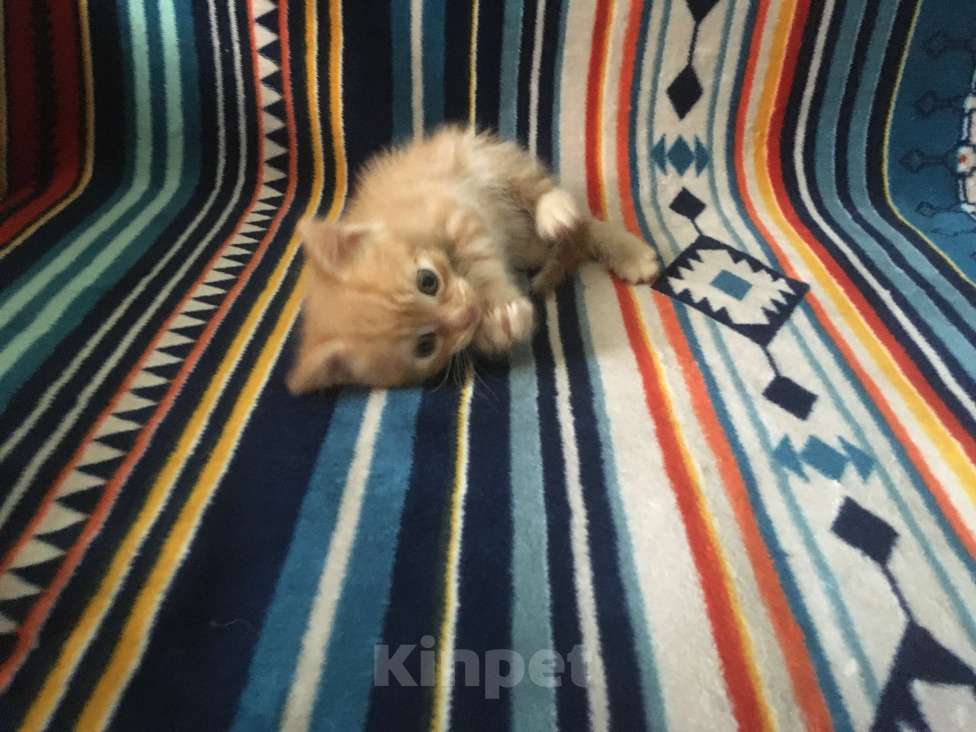 Кошки в Москве: Рыжик ищет свою семью Мальчик, 1 руб. - фото 5