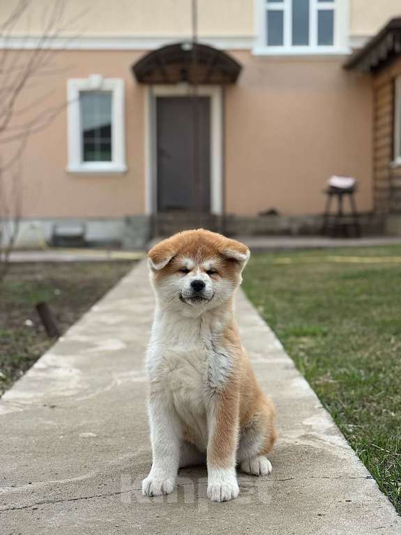 Собаки в Оренбурге: Акита девочка Девочка, 60 000 руб. - фото 2