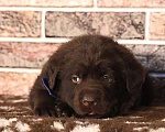 Собаки в Москве: Шоколадные щенки лабрадора ретривера Мальчик, 50 000 руб. - фото 1