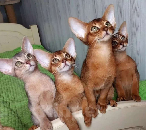 Кошки в Москве: Абиссинские котята Девочка, 70 000 руб. - фото 3