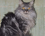 Кошки в Кингисеппе: Голубая мраморная кошечка, 2 000 руб. - фото 3