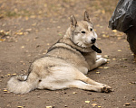 Собаки в Новосибирске: Кучум ищет добрую семью Мальчик, Бесплатно - фото 5