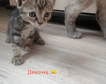 Кошки в Анапе: В Добрые Руки Мальчик, Бесплатно - фото 2