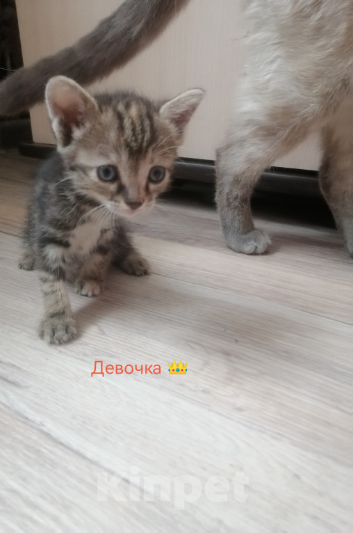 Кошки в Анапе: В Добрые Руки Мальчик, Бесплатно - фото 2